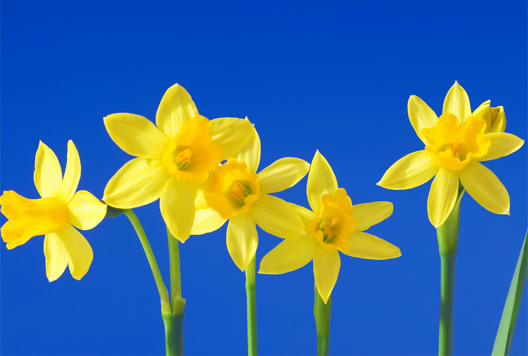 Camden Arkansas Photo Daffodils